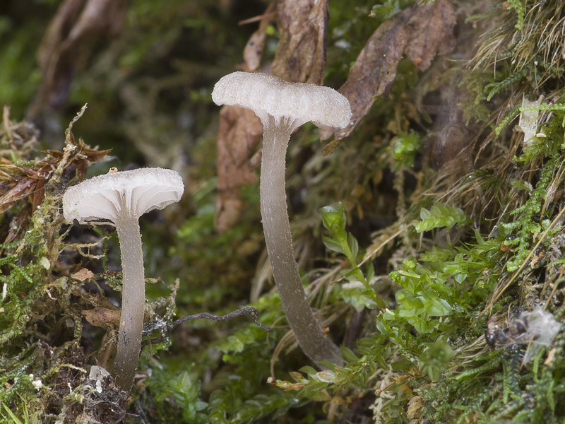 Entoloma rhodocylix